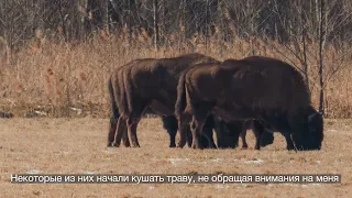 Сонные зубры Налибокской пущи.