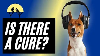 Dog Noise Phobia: How to Treat a Dog’s Noise Sensitivity