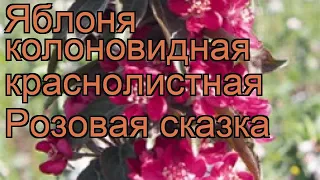 Яблоня колоновидная краснолистная Розовая сказка 🌿 обзор: как сажать, саженцы яблони Розовая сказка