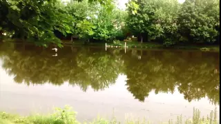 Great Blue Heron squawks and soars