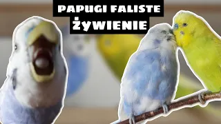 PAPUGI FALISTE - żywienie