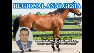 Veterinary Anaesthesia; Limbs Regional analgesia (Perineural and Intra articular)