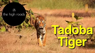 Tadoba - Andhari Tiger Reserve | Bijli Tigress sighting | Tiger’s Heaven Resort | The High Road