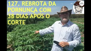 127. REBROTA DA PORNUNÇA COM 38 DIAS APÓS O CORTE