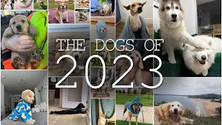 The Dogs of 2023