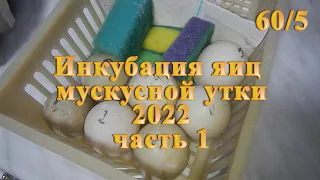 Инкубация яиц мускусной утки