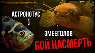 ЗМЕЕГОЛОВ против АСТРОНОТУСА 2 !!!! Что Будет Если к Змееголову Закинуть Астронотуса !