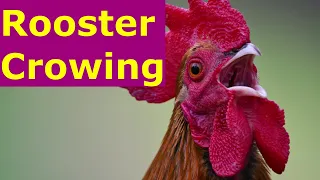 Rooster cuckooing how a rooster crows - Rooster sound and rooster singing video