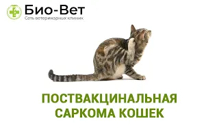 Поствакцинальная саркома кошек. Ветеринарная клиника Био-Вет.