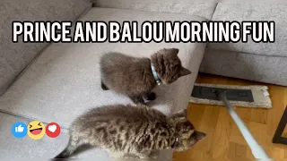 Prince and Balou morning fun!🤩