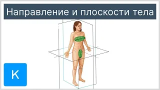 Направление и плоскости тела - Анатомия человека | Kenhub