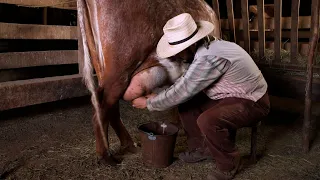 When Milk Changed the World | The Henry Ford’s Innovation Nation