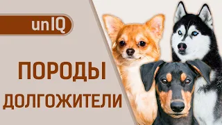 САМЫЕ ДОЛГОЖИВУЩИЕ породы собак