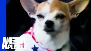 Chihuahua | Dogs 101