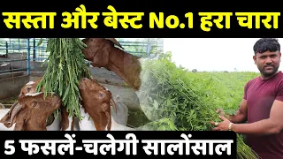 इसको लगा डाला, तो लाइफ झिंगालाला 😎 NO. 1 हरा चारा | Commercial Goat Farming Business Plan - Feed