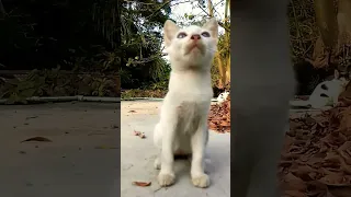 Cute kitten's reaction 🤩 #tiktok #cat #shorts #viral #funny #cute #short #trending #ytshorts #pets