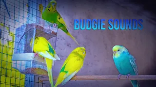 Calm Budgie Sounds in the Evening