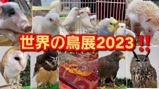 世界の鳥展2023‼️八戸ショッピングセンター ラピア‼️青森県八戸市‼️2023年7月22日‼️リスナーさん提供動画‼️