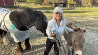 LIVE Horse Girl. Loving Horses Donkeys and Mini Mule vlog day 3