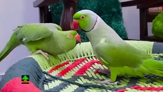 So Friendly Female Talking Parrot Playing With Other Talking Male Parrots