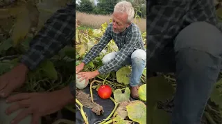 Is it ready yet? Winter squash, September