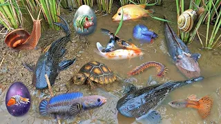 Colorful Surprise Eggs, Duck, Ducklings, Lobster, Snake, Koi Fish, Frog, Butterfly Fish, Goldfish