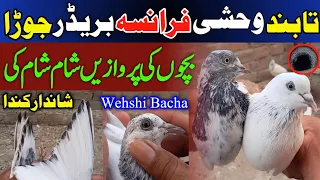 TaaBand Franca Wehshi Breedr Jora | Wehshi kabootar ki pehchan | Aftab Bhai