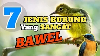 7 JENIS BURUNG YANG MEMPUNYAI SUARA MELENGKING ATAU KERAS