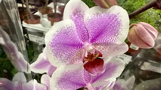 💙💛ЧУДО ОРХІДЕЇ💚#phalaenopsis з назвами👍 запрошую до Exotic Flora на Клеманську 3 #kyiv