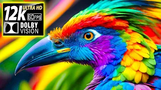 Beautiful Colorful Wild Birds - 12K (60FPS) ULTRA HD - With Nature Sounds (Colorfully TV)