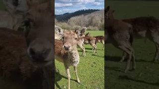 Feeding the Deer in my Village near the Nürburgring Nordschleife.