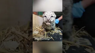 🧡 Snow leopard cubs BORN! The cubs are healthy and growing well. subscribe for more updates! #shorts