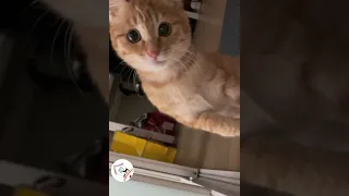 LOL, Crazy Funny Smart Cats Videos Best Cat Shorts Compilations 😺😂😂 -EPS582