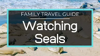 Seal Watch! - Elephant Seal Vista Point, Hearst Castle