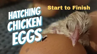 Hatching Chicken Eggs Start to Finish - For Beginners - 2023