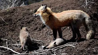 Red fox mother and her babies