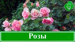 🌹 Кустовые розы – как вырастить: посадка и уход за розами, размножение и обрезка роз
