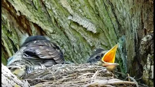 Fieldfare Chicks in the Nest  | Kwiczoły z pisklętami w gnieździe | Turdus pilaris