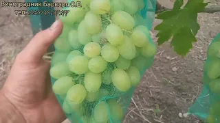 Ранні сорти винограду.🍇🍇🍇