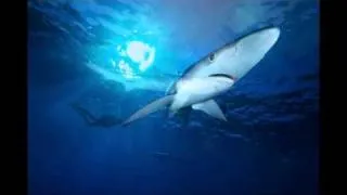 Blue Sharks Condor Seamount