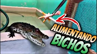 Alimentando Bichos (Alimentación De Reptiles)