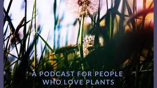 EP30: The Edible City // Urban Foraging // John Rensten