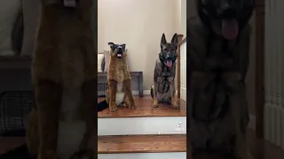 SIRI VOICEOVER GSD SECURITY SYSTEMS OFFERS AN UPGRADE 😂