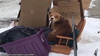 Injured Dog Found In Trash Pile After Owners Allegedly Moved Without Him