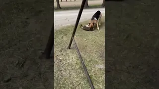 German Shepherd Kills Raccoon