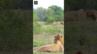 Lion vs Lioness - By joshvdploeg (Ig)