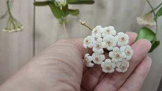 Первое цветение | ХОЙЯ ROTUNDIFLORA | 4 цветоноса!