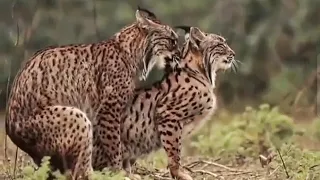 iberian lynx mating | amazing wildlife animal's