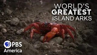 World's Greatest Island Arks FULL EPISODE | PBS America