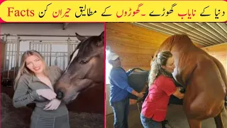 Most Attractive Horse breeding|Amazing Facts in The World hindi urdu |SAAJTV